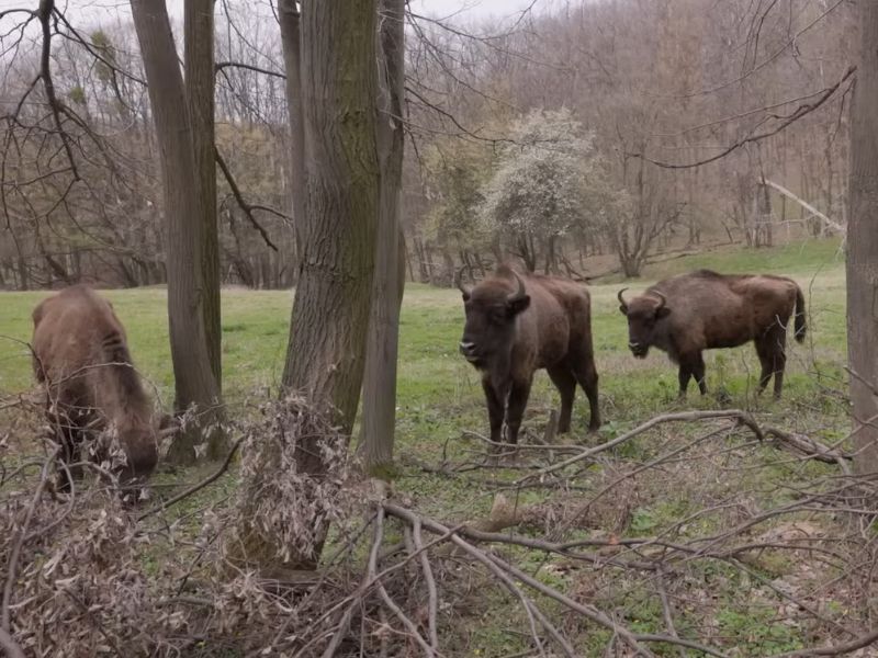 bizoni na fruškoj gori su svakako atrakcija sama za sebe